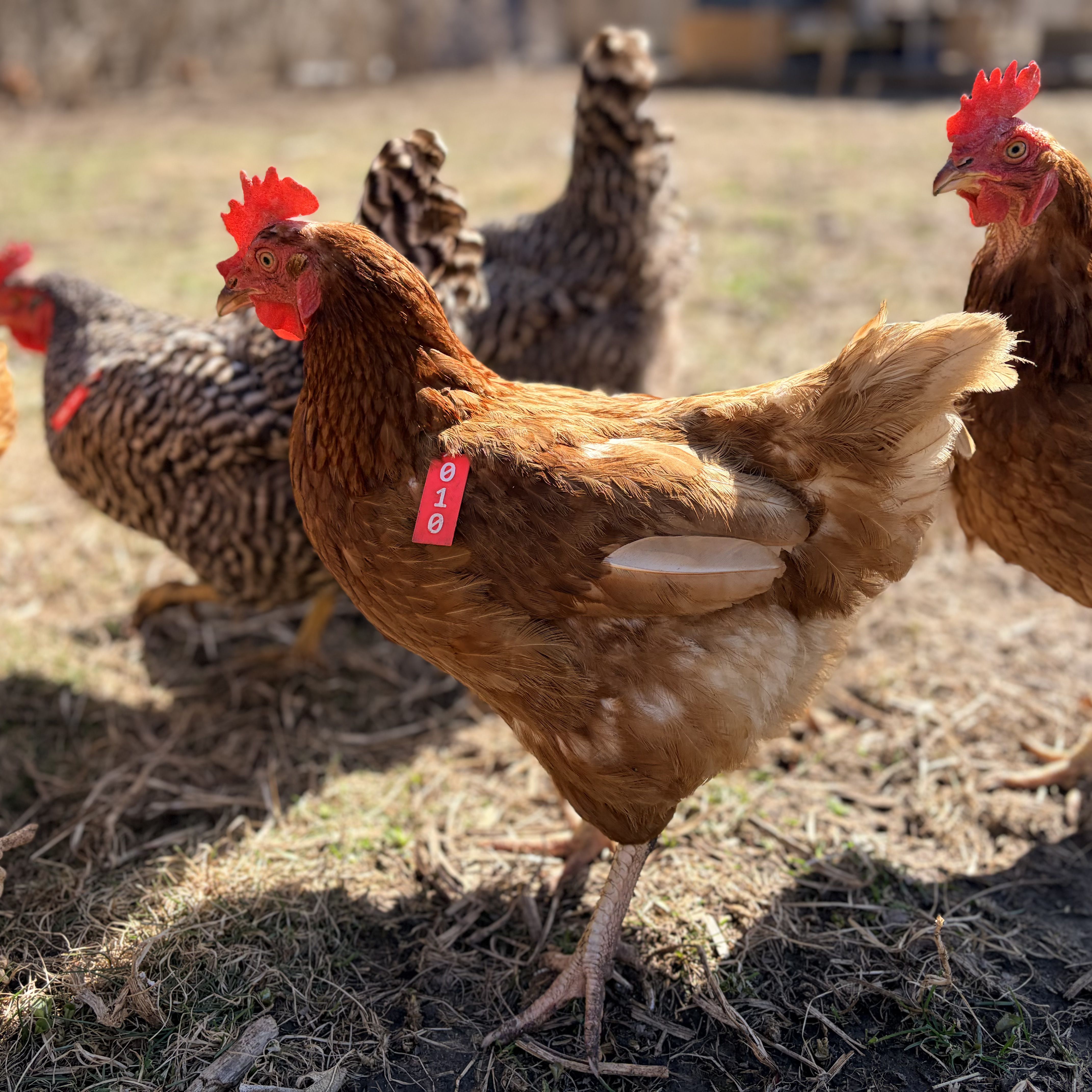 Tag on a Golden Comet chicken